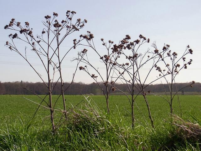 Frühling zwischen Gaim und Bockmerholz