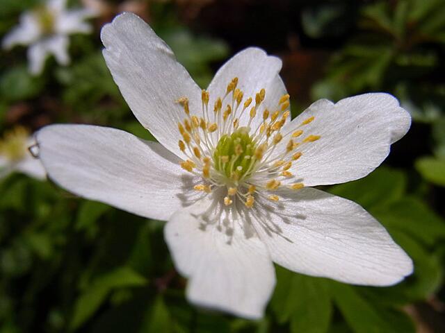 Frühling in der Gaim