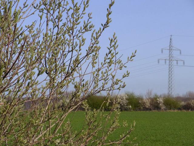 Frühling zwischen Gaim und Bockmerholz