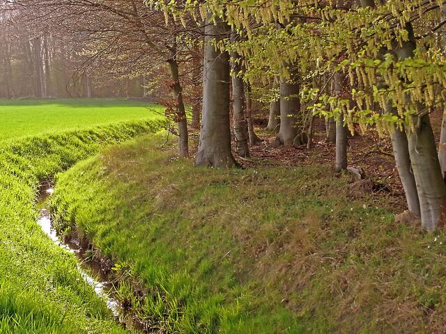 Frühling am Wietzegraben (Gaim)