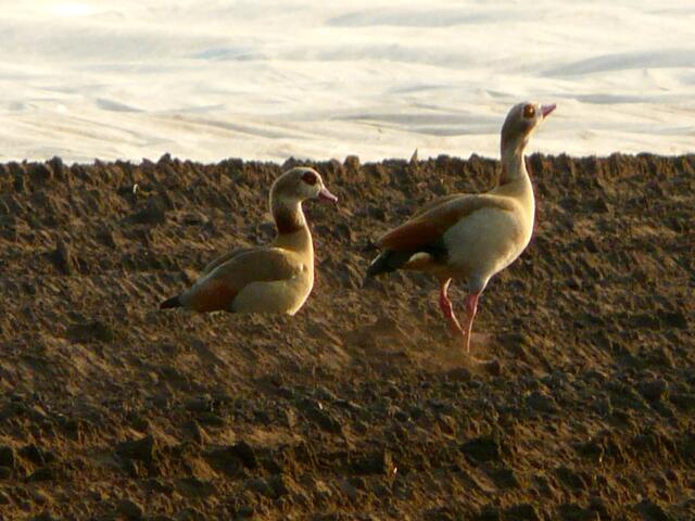 Im Osten Burgwedels waren die Nilgänse auf einem Acker unterwegs.