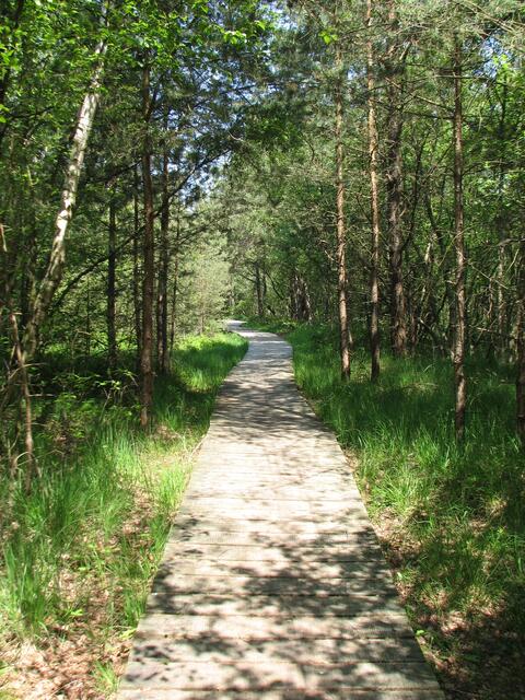 Holzsteg zum Aussichtsturm im Moor auf Kaltenweider Seite (©Katja Woidtke)