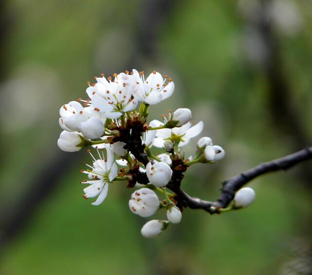 Schlehenblüte