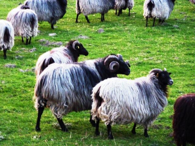 Stolze Tiere