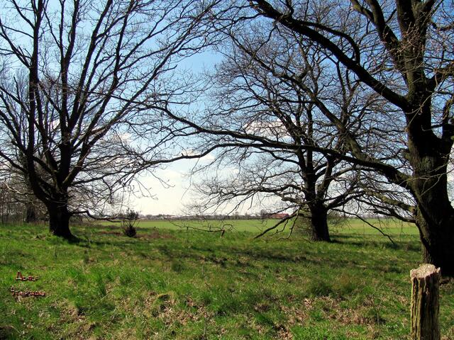 Buchen im Fissenberg