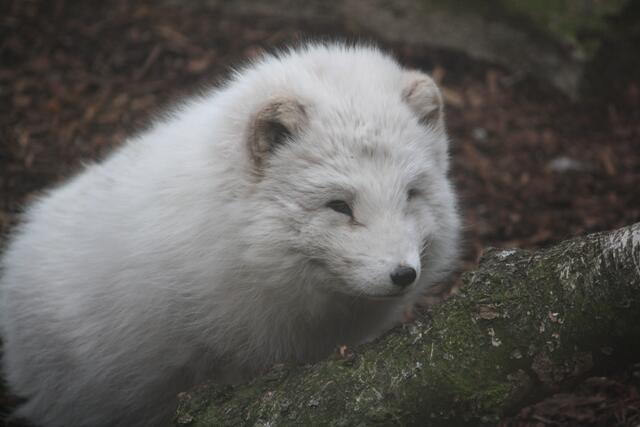 Polarfuchs