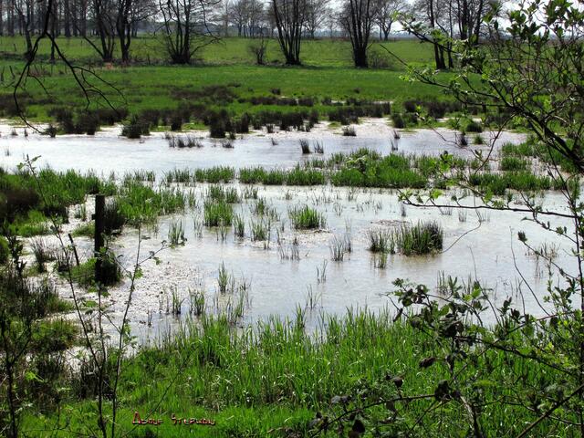 nasse Wiese am Schwarzwasser bei Ölheim