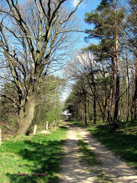 idyllischer Weg im Fissenberg