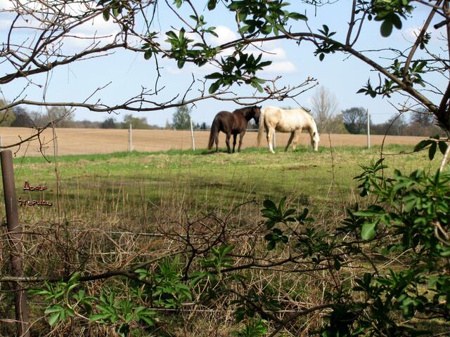 Pferde auf der Wiese
