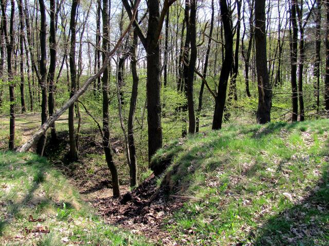 am bewaldetem Steinbruch des Fissenberg