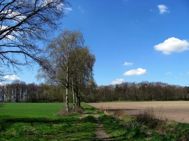 Birken am Fissenberg