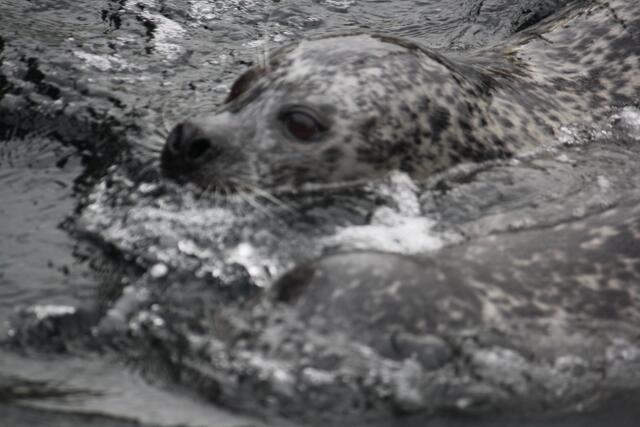 Seehund