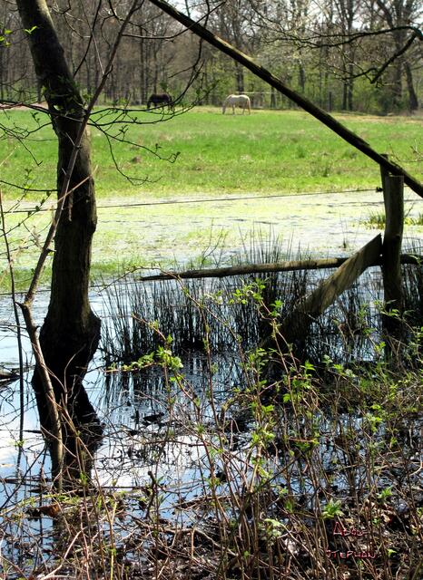 überflutete Wiese