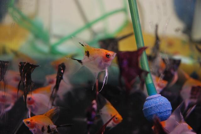 aquaterra 70 e.v.   04