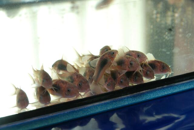 aquaterra 70 e.v.   14