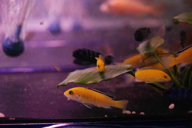 aquaterra 70 e.v.   08