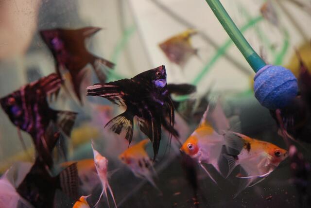 aquaterra 70 e.v.   05