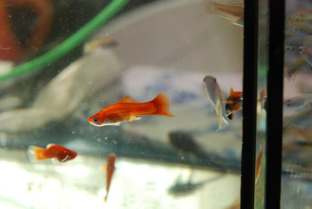 aquaterra 70 e.v.   15