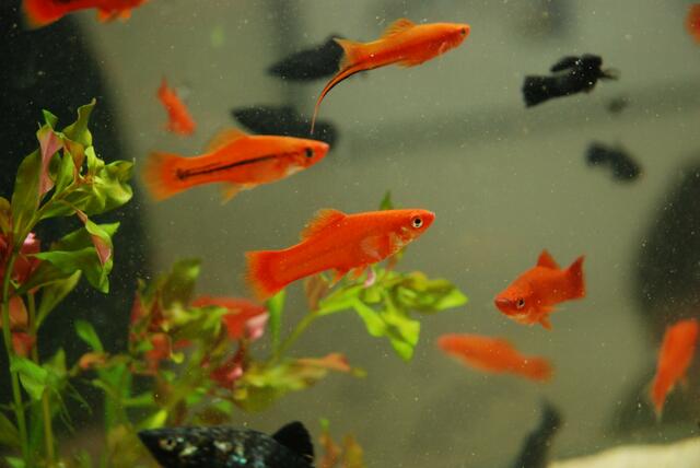 aquaterra 70 e.v.   12