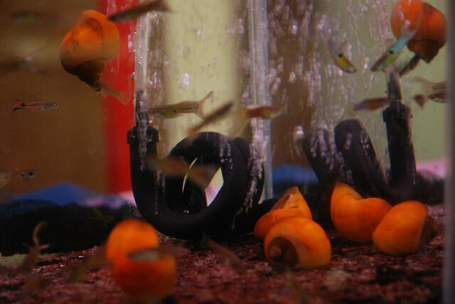 aquaterra 70 e.v.   09