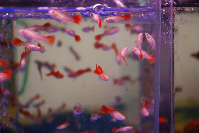 aquaterra 70 e.v.   06