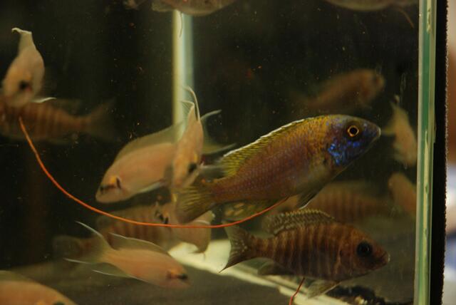 aquaterra 70 e.v.   03