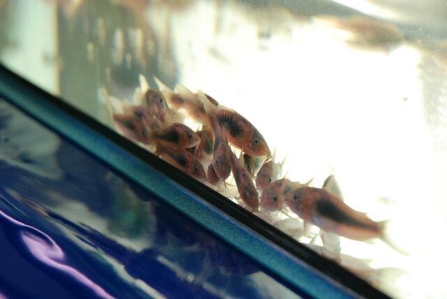 aquaterra 70 e.v.   13