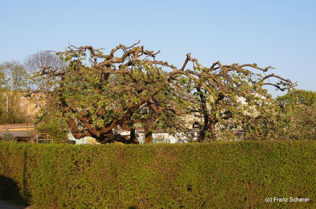 Bunte Frühlingsgartenwelt 2011
