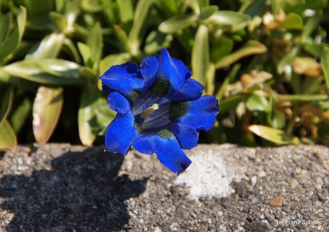 Bunte Frühlingsgartenwelt 2011 - So blau blüht der Enzian!