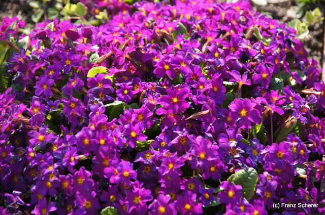 Bunte Frühlingsgartenwelt 2011