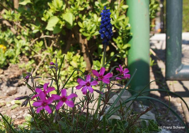 Bunte Frühlingsgartenwelt 2011 - Zweierlei