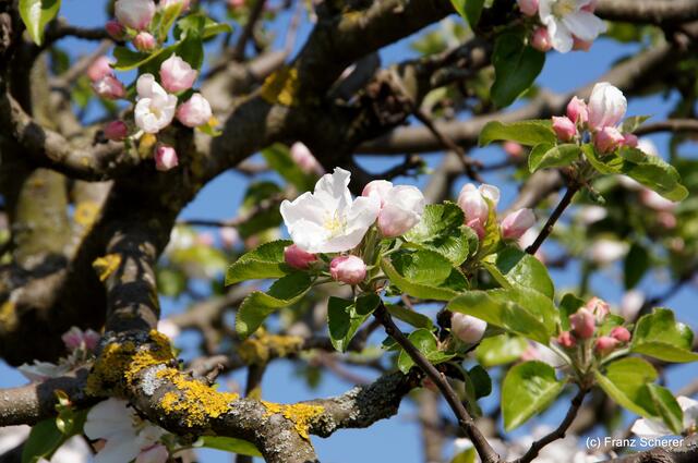 Bunte Frühlingsgartenwelt 2011 - Apfelblüten