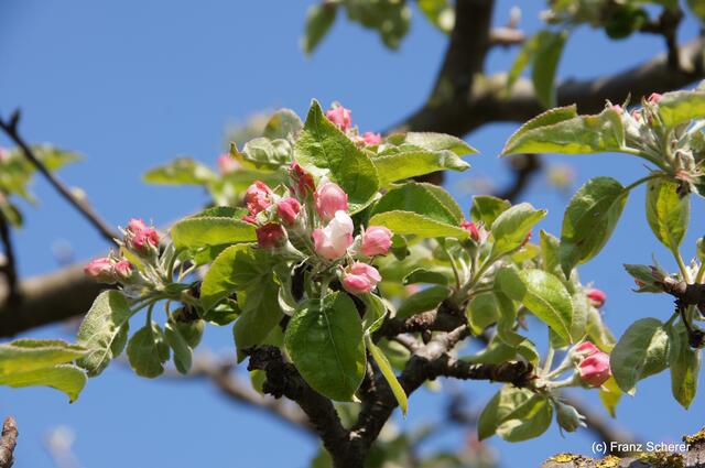 Bunte Frühlingsgartenwelt 2011 - Obstblüte