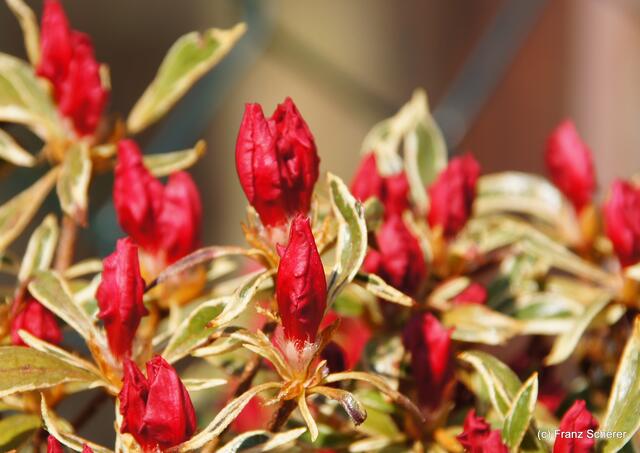 Bunte Frühlingsgartenwelt 2011 -