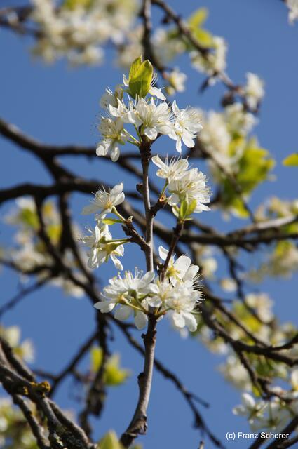 Bunte Frühlingsgartenwelt 2011 - Obstblüte