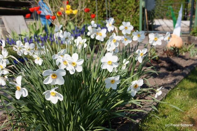 Bunte Frühlingsgartenwelt 2011