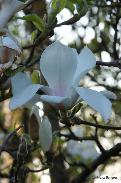 Bunte Frühlingsgartenwelt 2011 - Magnolie