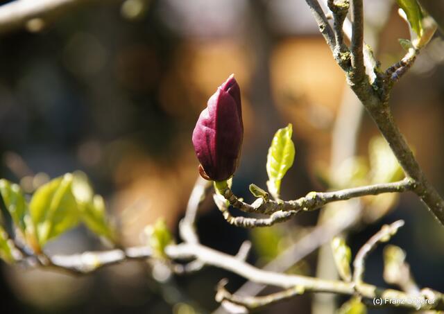 Bunte Frühlingsgartenwelt 2011 Manchmal nur für einen Tag blühen die Magnolien