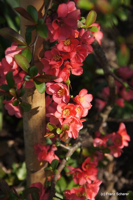 Bunte Frühlingsgartenwelt 2011 - Zierquitte