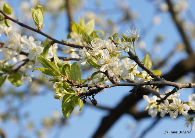 Bunte Frühlingsgartenwelt 2011 - Obstblüte