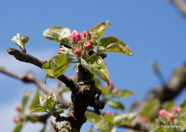 Bunte Frühlingsgartenwelt 2011 -