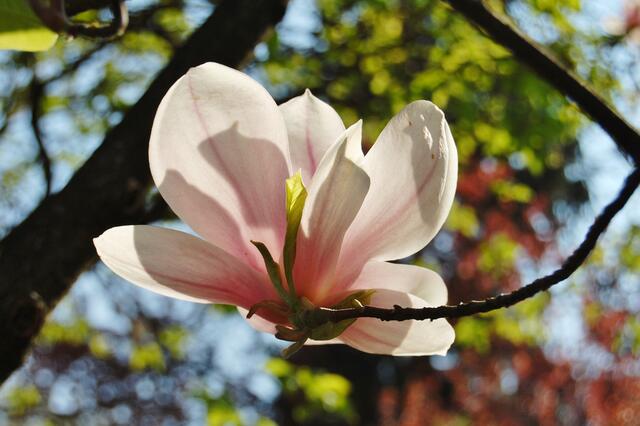 Magnolienblüte