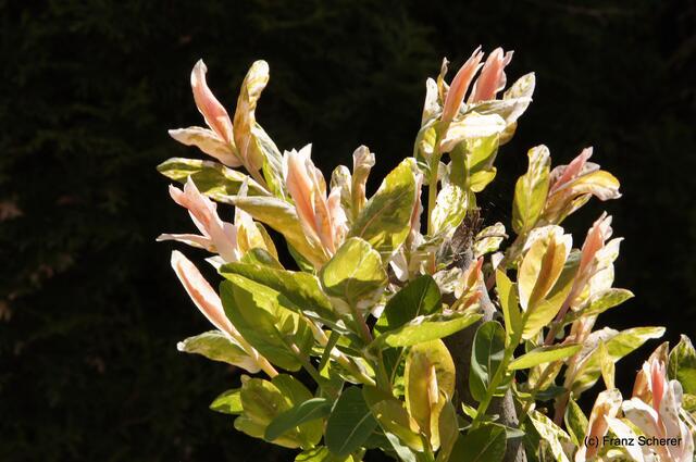 Bunte Frühlingsgartenwelt 2011 -