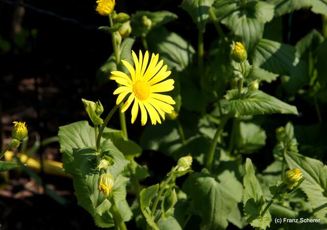 Bunte Frühlingsgartenwelt 2011 - Was ist  das?