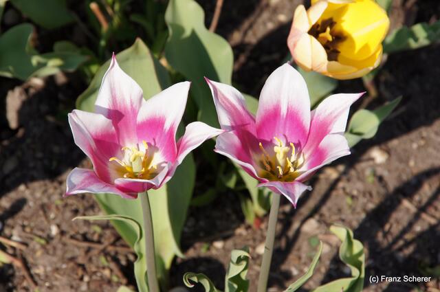 Bunte Frühlingsgartenwelt 2011
