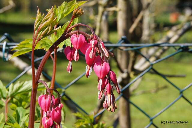 Bunte Frühlingsgartenwelt 2011 - Tränenede Herzen (Lamprocapnos spectabilis)