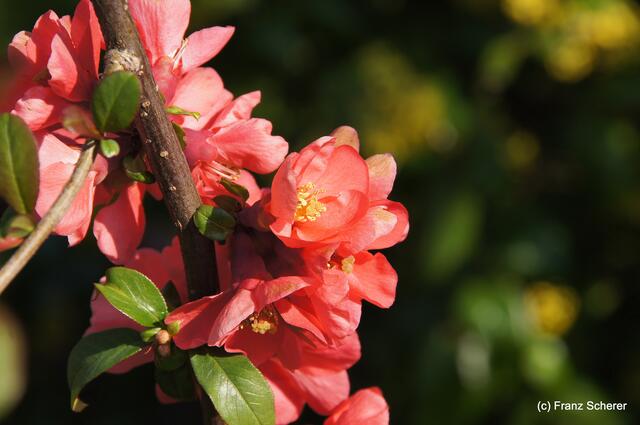 Bunte Frühlingsgartenwelt 2011 - Zierquitte