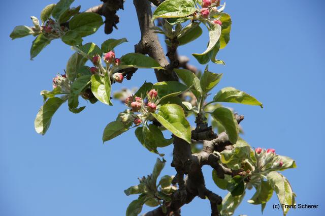 Bunte Frühlingsgartenwelt 2011 -