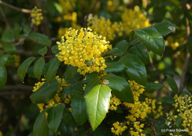 Bunte Frühlingsgartenwelt 2011