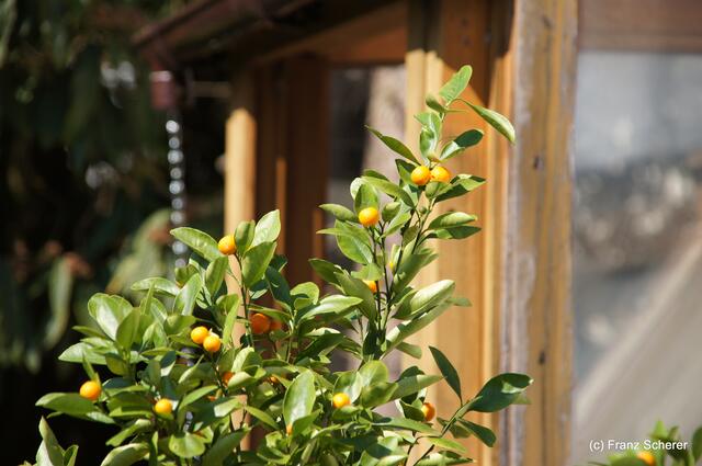 Bunte Frühlingsgartenwelt 2011 -